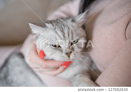 A woman is stroking a gray cat with her hands 127082630