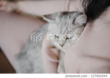 Scottish Shorthair Cat is lying on the lap of a young woman 127082644