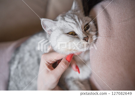 The gray Scottish Shorthair cat snuggles into the woman's arms 127082649