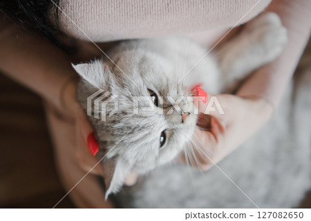 A woman gently hugs a beautiful Scottish cat 127082650