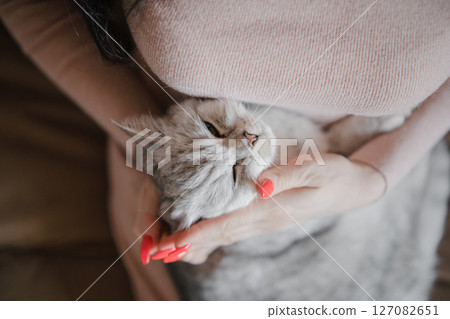 The beautiful Scottish cat remains in the woman's arms The beautiful Scottish cat remains in the woman's arms 127082651
