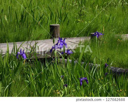 Biwako Cultural Park Iris (Sunset Garden) 127082688