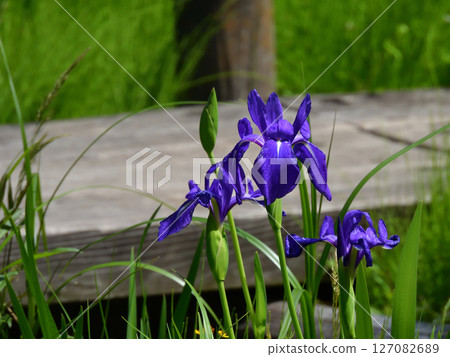 Biwako Cultural Park Iris (Sunset Garden) 127082689