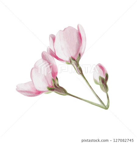 Cherry blossom. Buds with pink petals. Spring flowers. Pink sakura. Watercolor illustration isolated from background. Hand drawn. Festival and celebration of spring. High quality illustration 127082745