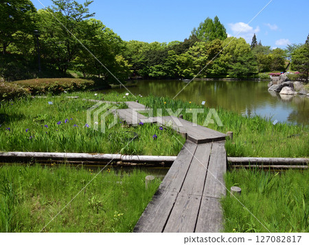 Biwako Cultural Park - Iris (Sunset Garden) 127082817