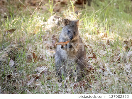 短尾矮袋鼠（動物園） 127082853