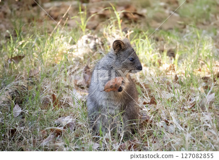 短尾矮袋鼠（動物園） 127082855