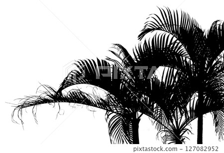 Realistic leaf silhouette art, palm tree swaying in the wind Realistic leaf silhouette art, palm tree swaying in the wind 127082952