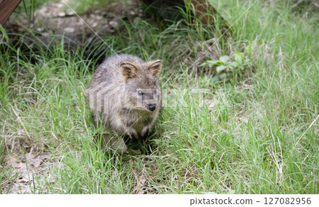 短尾矮袋鼠（動物園） 127082956