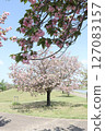 A park with blue spring skies and blooming cherry blossoms 127083157