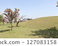 A park with blue spring skies and blooming cherry blossoms 127083158