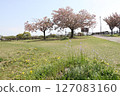 A park with blue spring skies and blooming cherry blossoms 127083160
