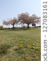 A park with blue spring skies and blooming cherry blossoms 127083161