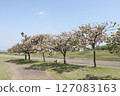 A park with blue spring skies and blooming cherry blossoms 127083163