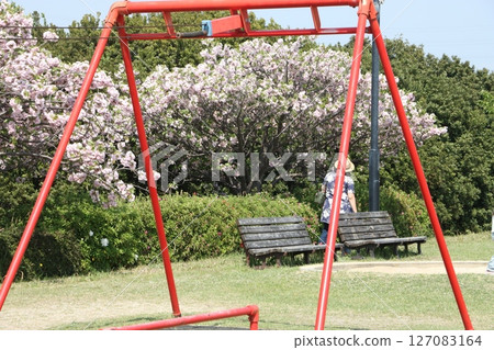 春天蔚藍天空、櫻花盛開的公園 127083164