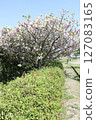 A park with blue spring skies and blooming cherry blossoms 127083165