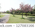 A park with blue spring skies and blooming cherry blossoms 127083166