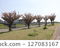 A park with blue spring skies and blooming cherry blossoms 127083167