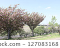A park with blue spring skies and blooming cherry blossoms 127083168