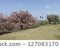 A park with blue spring skies and blooming cherry blossoms 127083170