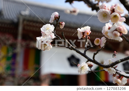 Chisenin Hanasu Flower as it is Chisenin Hanasu Flower as it is 127083206