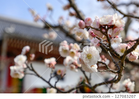 Chisenin Hanasu Flower就是這樣 Chisenin Hanasu Flower就是這樣 127083207