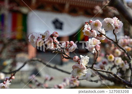 Chisenin Hanasu Flower就是這樣 127083208