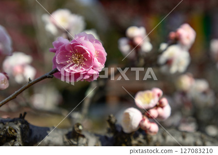 Chisenin Hanasu Flower就是這樣 127083210