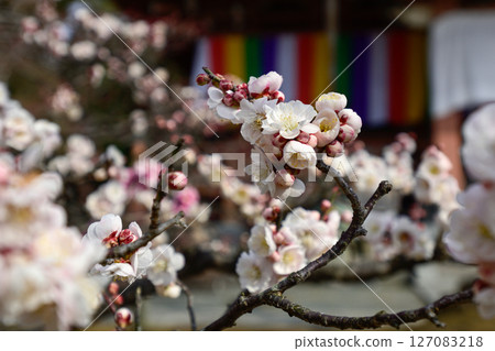 Chisenin Hanasu Flower就是這樣 127083218