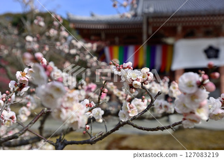 Chisenin Hanasu Flower就是這樣 127083219