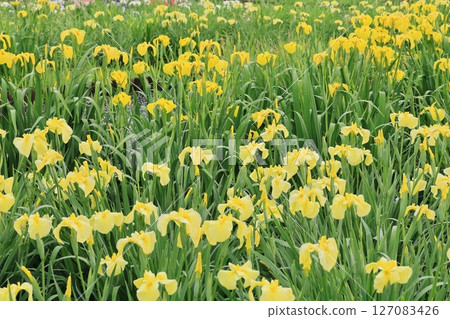 黃色鳶尾花 黃色鳶尾花 127083426