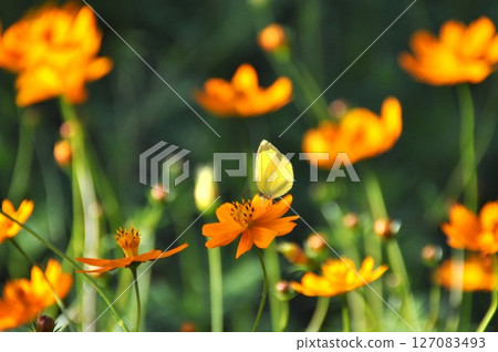蝴蝶和橙色花朵在波斯菊花園中成群盛開 127083493