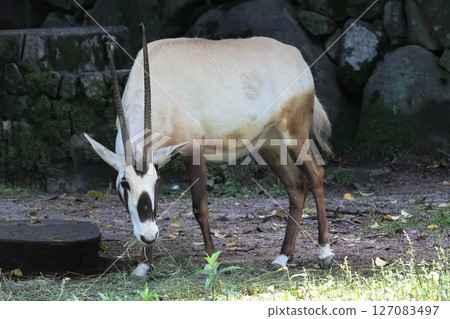 阿拉伯Orix 127083497