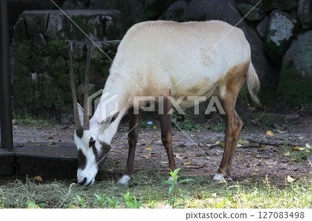 Arabian Orix Arabian Orix 127083498