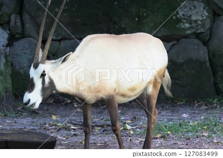 Arabian Orix Arabian Orix 127083499