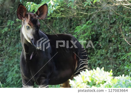 Okapi 127083664