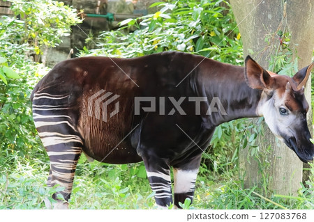 Okapi Okapi 127083768