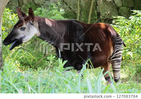 Okapi 127083784