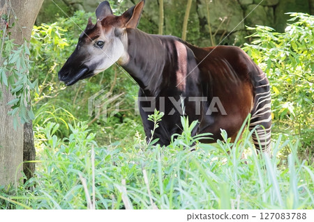 Okapi 127083788