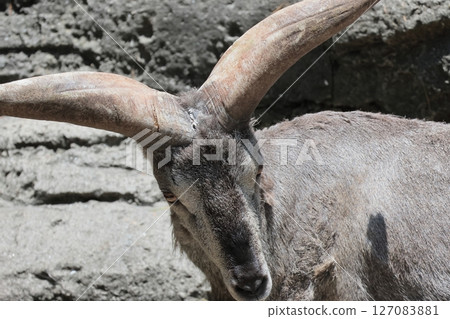 Sue Cho Varal 127083881