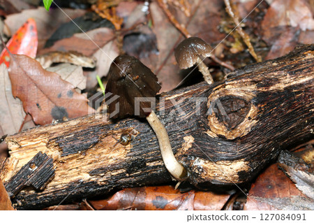 Coprinus mushrooms gradually turning black and melting (macro flash photography in natural environment) Coprinus mushrooms gradually turning black and melting (macro flash photography in natural environment) 127084091