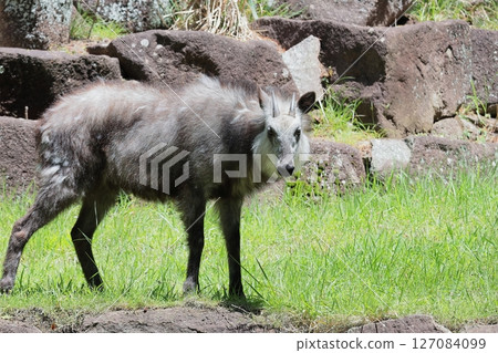 日本血統 127084099