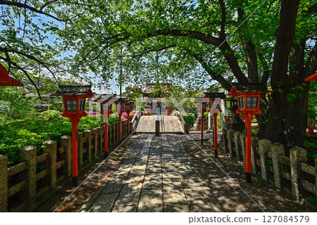 六孫王神社:新綠 六孫王神社:新綠 127084579