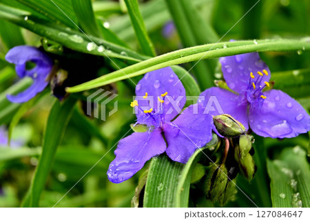 Murasaki Yukusa之花 127084647