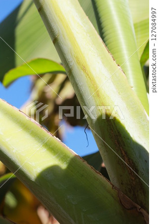 Banana tree stems against blue sky. Banana tree stems against blue sky. 127084997