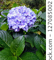 藍繡球 127085002