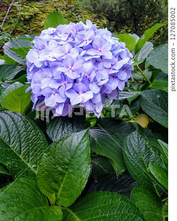 Blue hydrangea Blue hydrangea 127085002