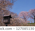 Sakura in full bloom and Matsumae Castle 127085130