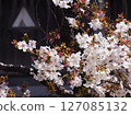 Sakura in full bloom and Matsumae Castle 127085132