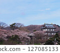 Sakura in full bloom and Matsumae Castle 127085133